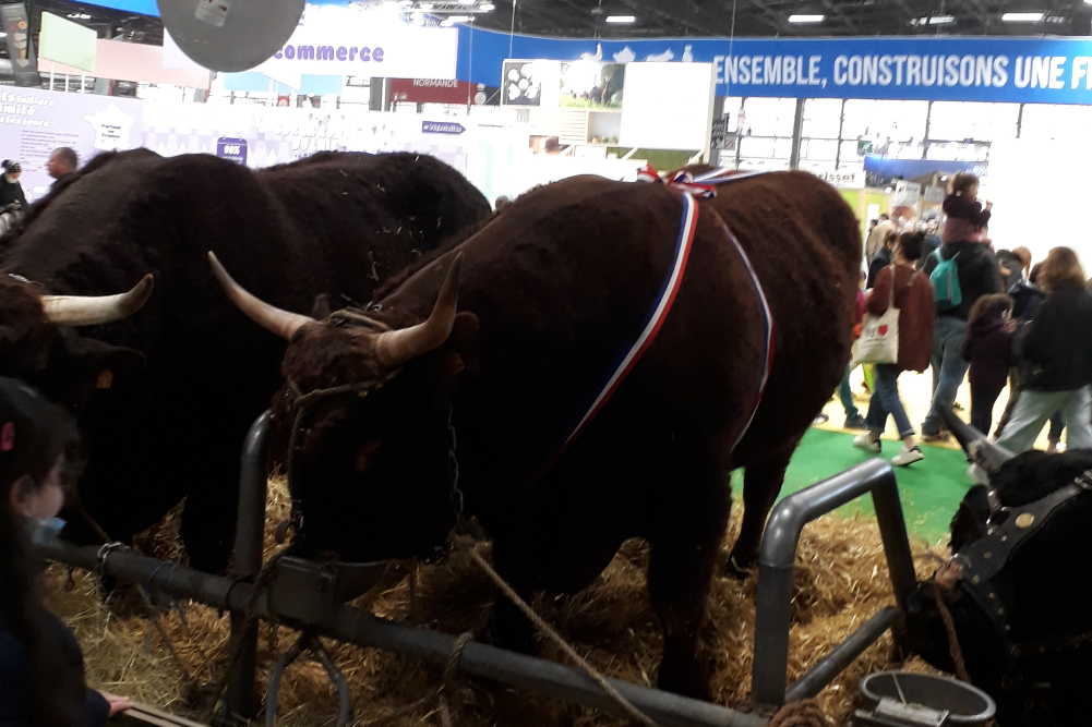 Dans les Pays de la Loire, la formation agricole bat le pavé pour plus de moyens